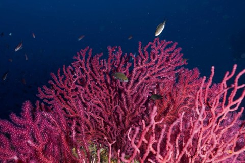 Pink shining Violescent sea-whip (Paramuricea clavata) in the deep sea, surrounded by small fish in