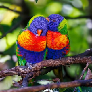 Rainbow Lorikeet (Trichoglossus moluccabus), Germany, Europe