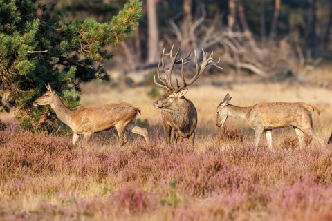Red deer (Cervus elaphus), Hoge Veluwe National Park, Netherlands