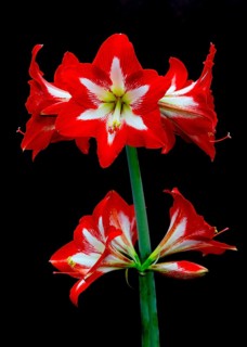 Red amaryllis flower stands out against a black background, with bright colours and striking design