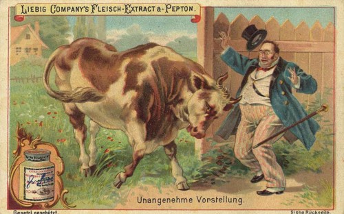 Series of pictures Scenes from everyday life, unpleasant scene, cow attacking a summer