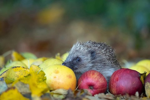 European hedgehog (Erinaceus europaeus) adult animal amongst fallen apples in a garden in the