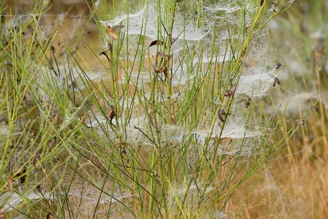 Broom (Genista) with spider webs and morning dew, North Rhine-Westphalia, Germany, Europe