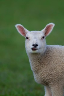 Domestic sheep (Ovis aries) juvenile baby lamb farm animal standing in a grass field, England,