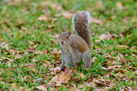 Grey Squirrel (Sciurus carolinensis), on meadow, springtime, Florida, USA, North America