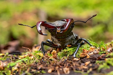 Stag beetle (Lucanus cervus), horned beetle, fire beetle, male with large mandibles, upper jaw,