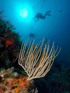 White gorgonian (Eunicella singularis) in the Mediterranean Sea near Hyères, backlight, diver in
