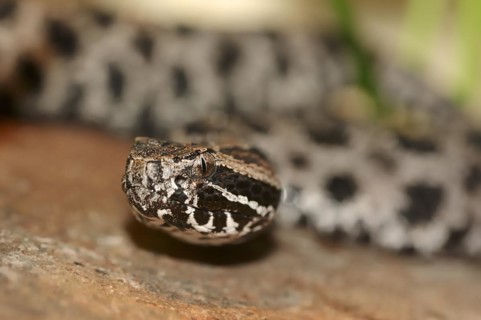 Pygmy rattlesnake (Sistrurus miliarius barbouri), Everglades National Park, Florida, USA, North