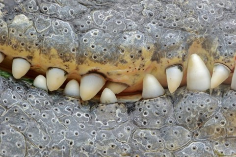 Nile crocodile (Crocodylus niloticus), teeth, captive, occurring in Africa