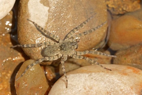 Giant riverbank spider (Arctosa cinerea), female, Provence, southern France