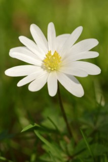 Blue anemone (Anemone apennina var. albiflora), flower, garden plant, North Rhine-Westphalia,