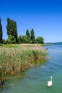 Marina, shore near Mittelzell, Reichenau Island on Lake Constance, Baden-Württemberg, Germany,