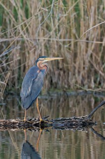 Purple heron (Ardea purpurea) at the water's edge, Baden-Württemberg, Germany, Europe
