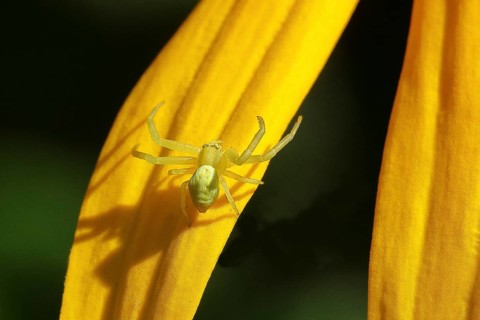 Goldenrod crab spider (Misumena vatia), well camouflaged on a flower of the yellow coneflower