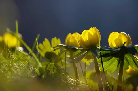Winter aconites (Eranthis hyemalis), Germany, Europe