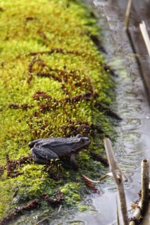 Frog on a mossy tree trunk, March, Lusatia, Saxony, Germany, Europe