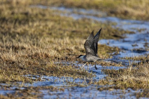 Long-tailed jaeger (Stercorarius longicaudus), adult bird in a bog landscape, Varanger, Finnmark,