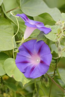 Purple morning glory (Ipomoea purpurea), flowers, native to Mexico, ornamental plant, North