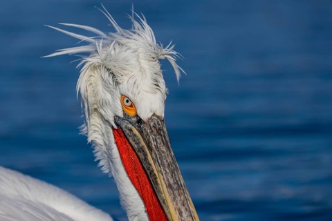 Dalmatian Pelican (Pelecanus crispus), portrait, red throat pouch, Lake Kerkini, Greece, Europe