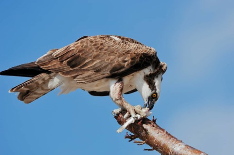 Western osprey (Pandion haliaetus) eating preyed fish, Everglades National Park, Florida, USA,