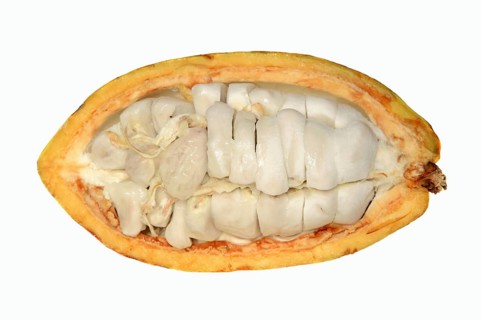 Cocoa tree (Theobroma cacao), halved cocoa fruit with pulp