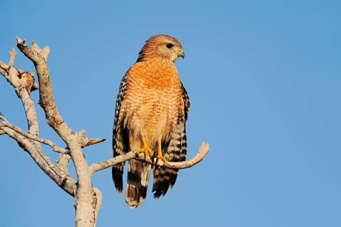 Red-shouldered Hawk (Buteo lineatus), Everglades National Park, Florida, USA, North America