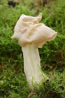 Autumn laurel or white saddle (Helvella crispa), North Rhine-Westphalia, Germany, Europe