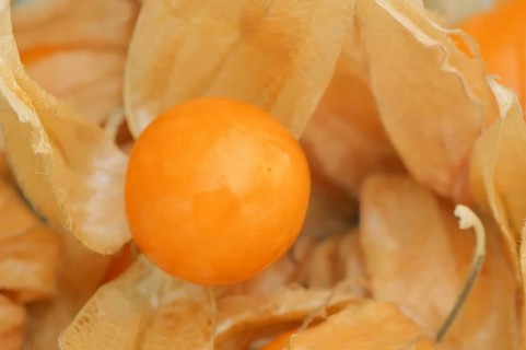 Cape gooseberry or Andean berry (Physalis peruviana), fruit