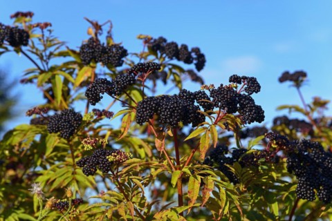 Black elder (Sambucus) in front of a clear blue sky, surrounded by green leaves, Romania, Europe