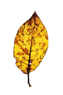 Autumn-coloured leaf of a walnut (Juglans regia), tree, free-standing, Vechta, Lower Saxony,