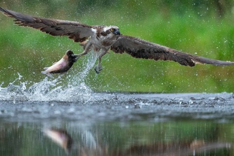 Western osprey (Pandion haliaetus) hunting with a trout, Aviemore, Scotland, Great Britain