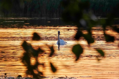 Upper Lusatian Heath and Pond Landscape, Swan, June, Saxony, Germany, Europe