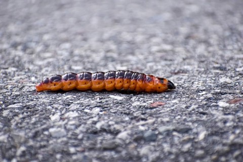 Caterpillar of the willow borer (Cossus cossus) on tarred road, seen in Berchtesgaden National