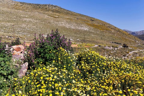 Dyer's chamomile at Cape Tenaro, dyer's chamomile in spring, trail at the southern tip of the