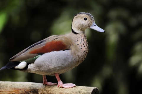 Ringed teal (Callonetta leucophrys), male, North Rhine-Westphalia, Germany, native to South