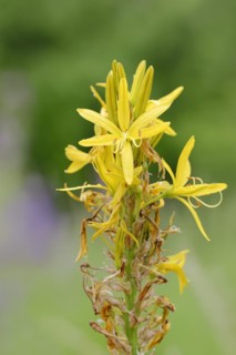 Junker lily or yellow asphodel (Asphodeline lutea), flowers, Italy, Europe