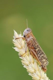 European migratory locust (Locusta migratoria), Provence, southern France