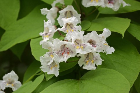 Common trumpet tree (Catalpa bignonioides, Catalpa syringifolia), flowers, ornamental tree, North