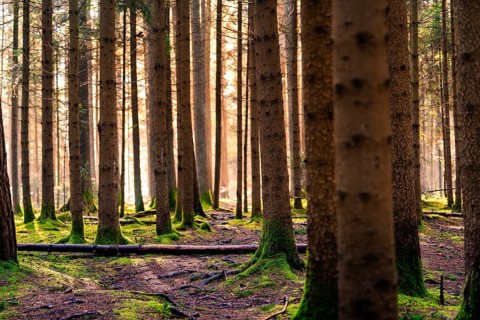 Sunbeams fall into a pine forest and create a calming ambience, Unterhaugstett, Black Forest,