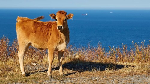 Young cattle in a meadow near the coast on a sunny day, farm animals, Mani Peninsula, Peloponnese,