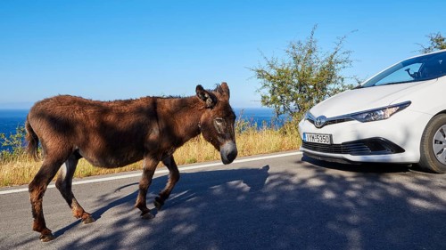 A donkey looking at a white car at the roadside, farm animals, Mani Peninsula, Peloponnese, Greece,