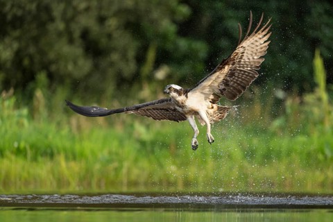 Western osprey (Pandion haliaetus) hunting, Aviemore, Scotland, Great Britain