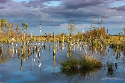 Goldenstedter Moor, nature reserve, rewetting, Goldenstedt, Lower Saxony, Germany, Europe