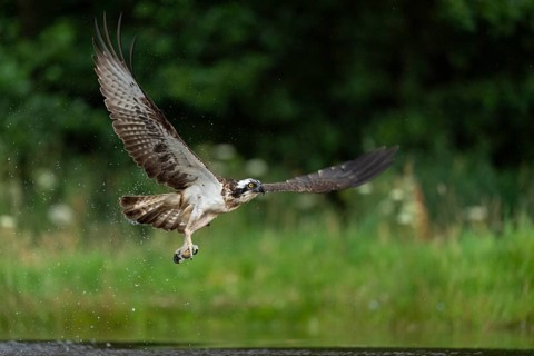 Western osprey (Pandion haliaetus) hunting, Aviemore, Scotland, Great Britain
