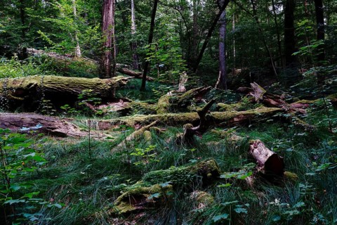 Tiefental nature reserve near Königsbrück in summer, West Lusatia, Saxony, Germany, Europe
