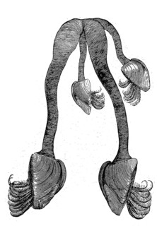 Barnacle, Pedunculata, Lepas, an order of crustaceans, illustration from 1880, historical, digital