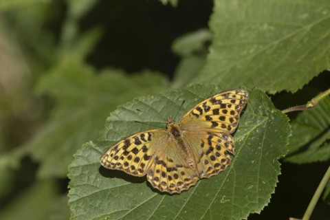 Silver-washed fritillary (Argynnis paphia) butterfly valezina form resting on a Hazel tree leaf in