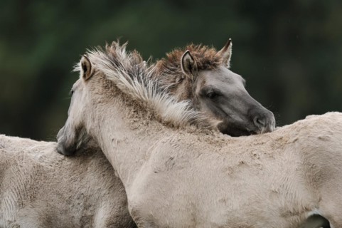 Dülmen wild horses, foals, Merfelder Bruch, Dülmen, North Rhine-Westphalia, Germany, Europe