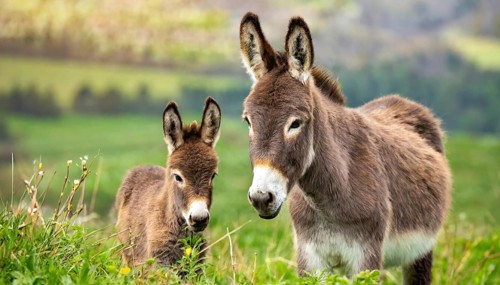 Two donkeys, foal and dam, stand in a green pasture with a rural landscape in the background