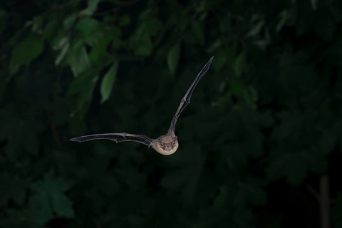 Common pipistrelle (Pipistrellus pipistrellus) hunting insects in front of deciduous forest,
